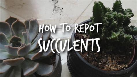 How To Repot Your Succulents Beginners Succulent Guide Youtube