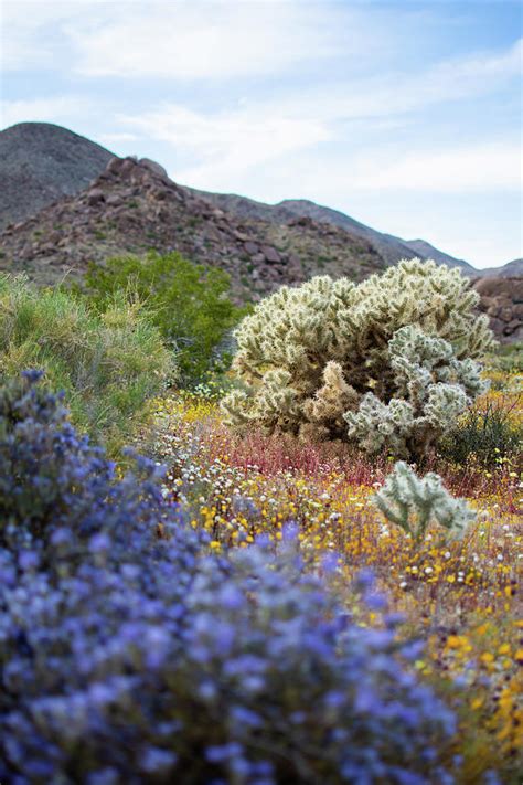 Joshua Tree Wildflower Portrait Photograph By Kyle Hanson Pixels