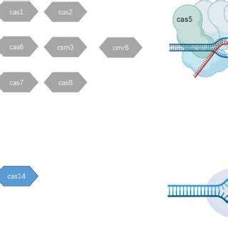 Application Of Crispr Cas And Crispr Cas In Nucleic Acid Detection