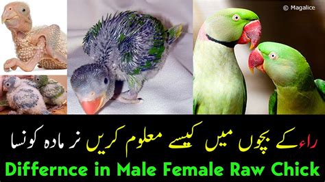 How To Identify Male Female In Alexandrine Parrot Chick Raw Parrot K