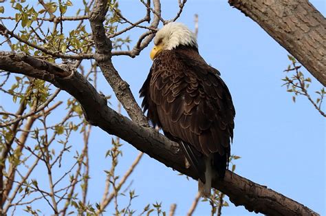 Bald Eagle Seen Magee Marsh Wildlife Area Northern Ohio Flickr