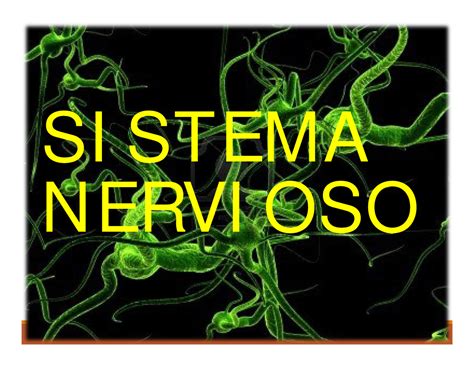 Sistema Nervioso SI STEMA NERVI OSO VIDA DE RELACION AUTONOMO VIAS