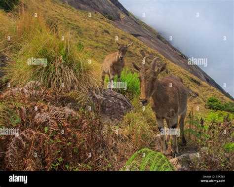 Kerala Eravikulam National Park Hi Res Stock Photography And Images Alamy