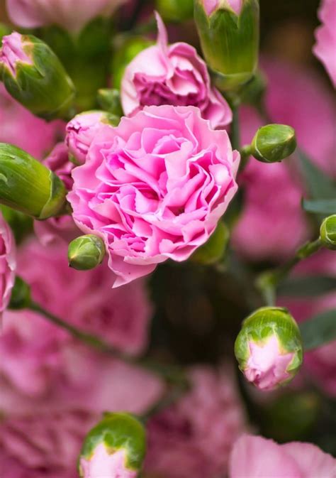 Flores bonitas para regalar y su significado para cada ocasión