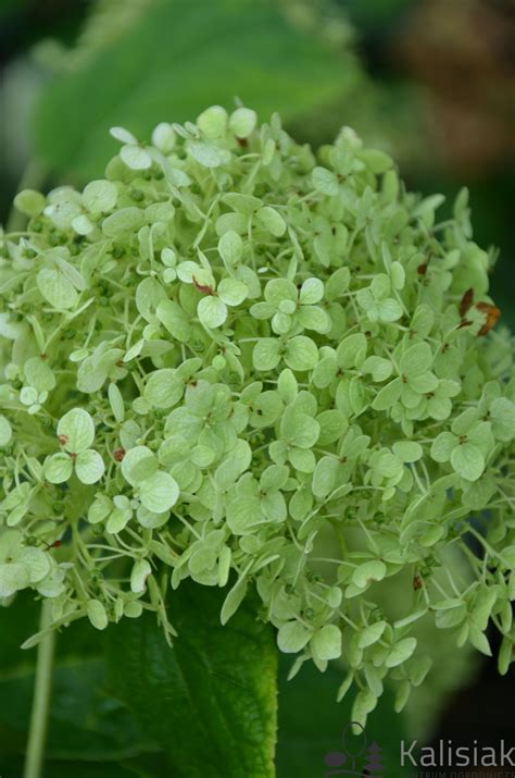 Hydrangea Arborescens Sheep Cloud Hortensja Krzewiasta