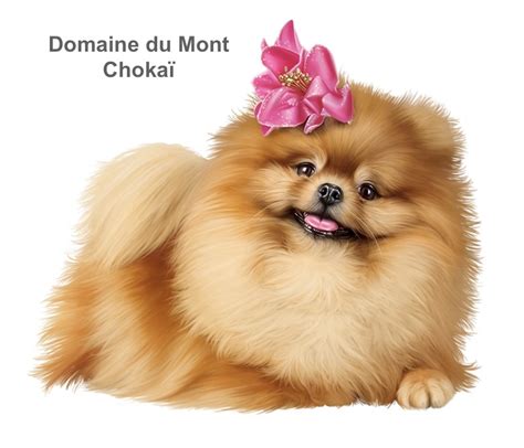 Chiots Spitz Nain Domaine Du Mont Choka Suisse Joomil Ch