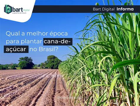 Qual A Melhor época Para Plantar Cana De Açúcar No Brasil