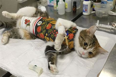 Стерилизация кошек. Уход за кошкой после стерилизации | PetGlobals.com