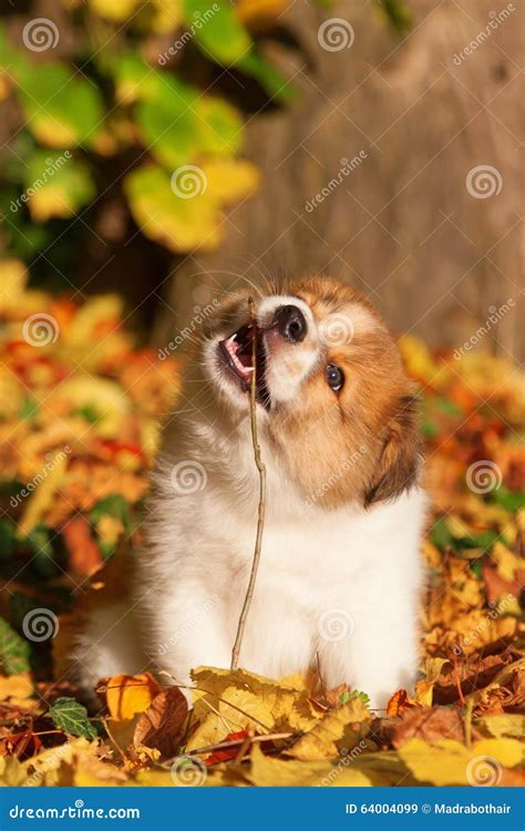 Elo Puppies In Autumn Leaves Stock Image Image Of Head Puppies 64004099