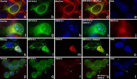 EBV Encoded EBNA 6 Binds And Targets MRS18 2 To The Nucleus Resulting