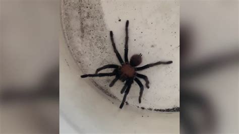 Arkansas Tarantula Season Coming To An End