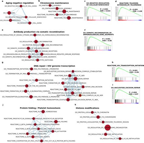 Impairment Of Several Key Pathways In ACE2 Overexpressing Cell Lines