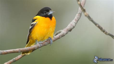 Oiseau Jaune