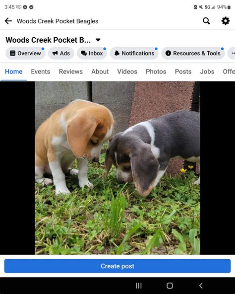 Yorkshire Beagles - Our family is absolutely heartbroken. Yesterday