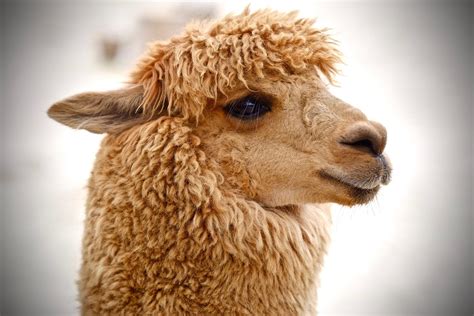 40 Adorable Alpaca Photos To Make You Smile Readers Digest