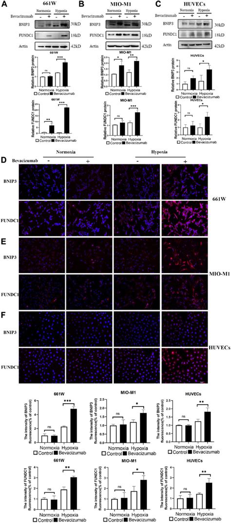 661w Photoreceptor Cell Line Atcc Bioz