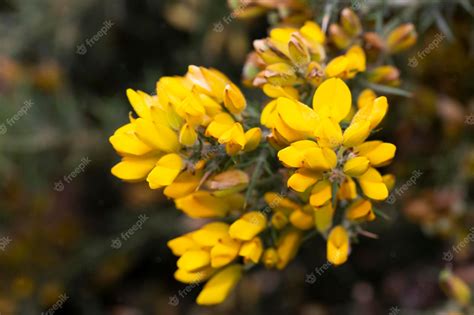 Premium Photo Ulex Europaeus Branches Of The Gorse Bush With Its