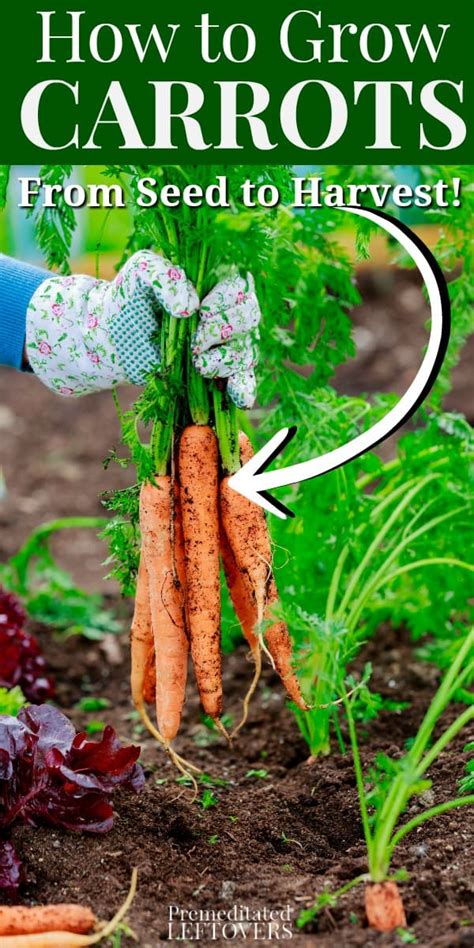 Tips for Growing Carrots in the Garden