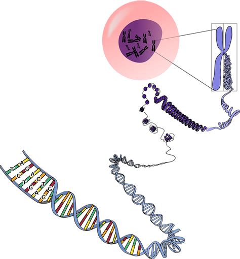 DNA