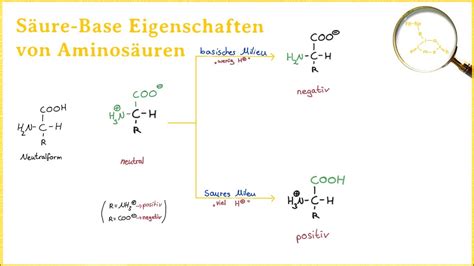 Säure Base Eigenschaften von Aminosäuren YouTube