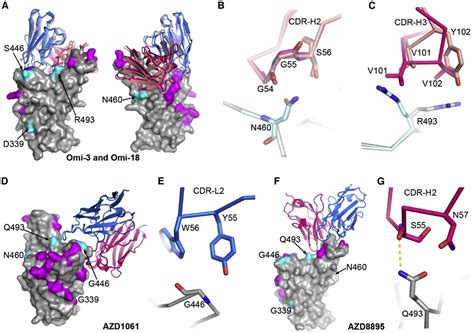 A Delicate Balance Between Antibody Evasion And ACE2 Affinity For