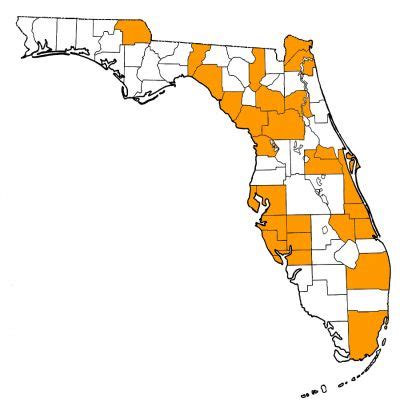 Canis dirus – Florida Vertebrate Fossils