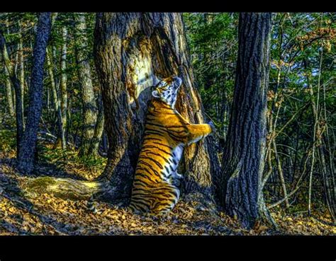 Solve Siberian Tiger Hugging Tree Jigsaw Puzzle Online With Pieces