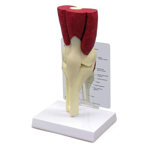 Buy Knee Joint W Muscles Model Anatomy Model Muscles Human Body