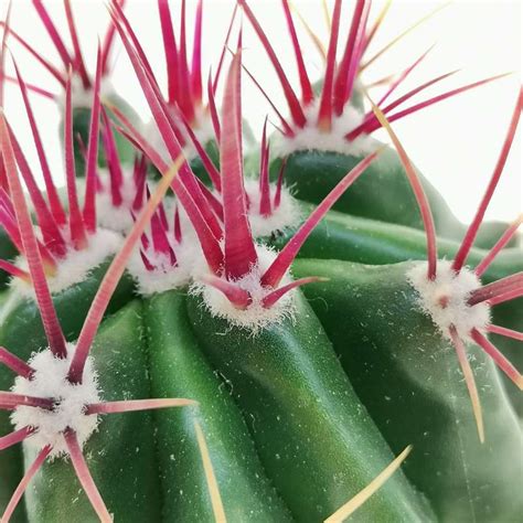 Ferocactus Stainesii 10 Cm Cactaceae Giromagi Vendita Piante Grasse