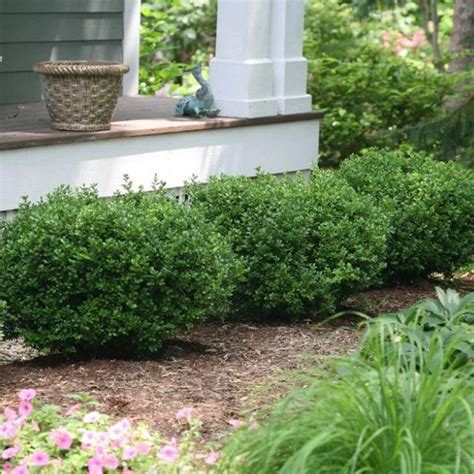 15 Amazing Types Of Boxwood Shrubs For Landscaping