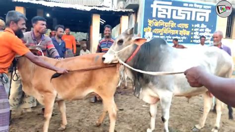 ষাঁড় গরু দিয়ে গাভী গরুর বিচ দিচ্ছে হাটের মধ্যেই। Youtube