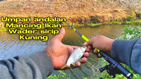 Mancing Wader Sirip Kuning Dengan Umpan Andalandi Jamin Betah Youtube