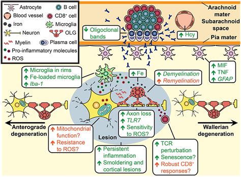 Frontiers Potential Biological Contributers To The Sex Difference In Multiple Sclerosis