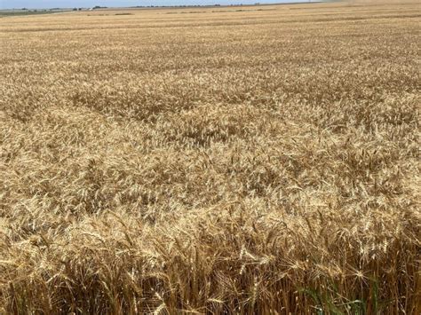 Oklahoma Wheat Harvest For 2024 Season Begins In Southwest Oklahoma