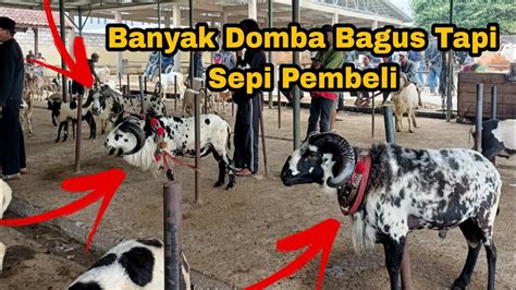 Banyak Domba Garut Super Tapi Sepi Pembeli Pasar Tanjungsari YouTube