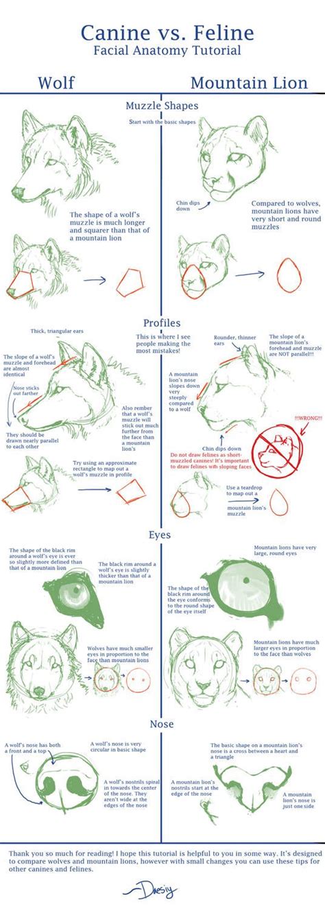 Canine Vs Feline Face Anatomy Tutorial