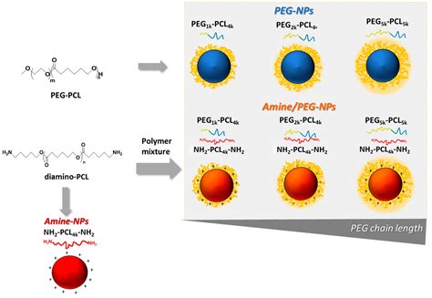 Nanomaterials Free Full Text Surface Exposure Of Peg And Amines On