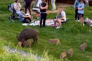 Chwile Grozy Podczas Rodzinnego Pikniku Niewiarygodne Co Oni Zrobili