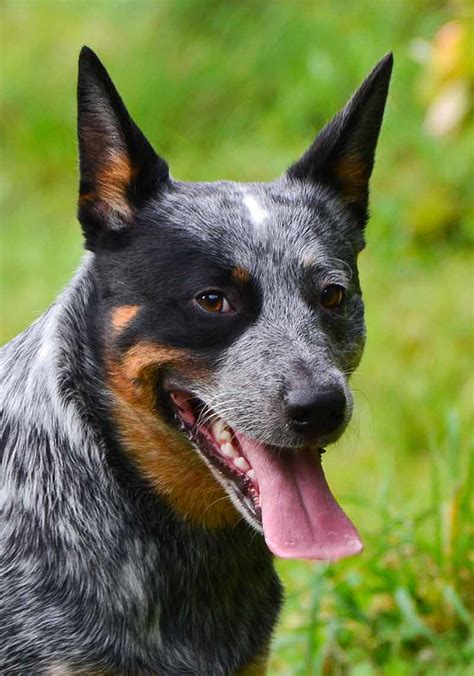 Blue Heeler Wallpapers - Wallpaper Cave