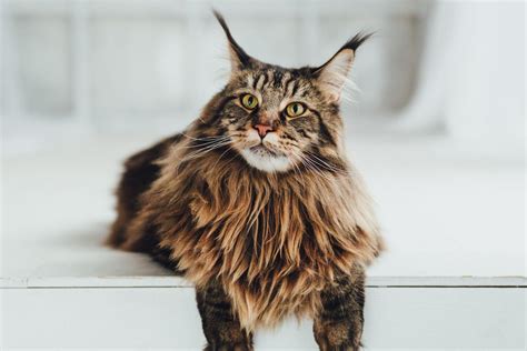 Gato Maine Coon Características Carácter Y Salud Con Fotos