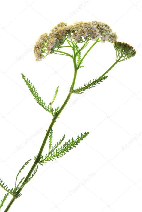 Planta Con Flores De Milenrama Común O Común Achillea Millefolium Expuesta Al Fondo Blanco 2023