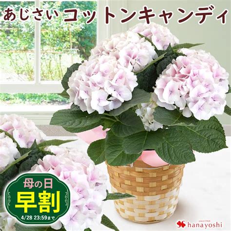 早割 母の日 2024 花 コットンキャンディ プレゼント ギフト5号 Inバスケット アジサイ 紫陽花 鉢植え 紫陽花 鉢花 花鉢 母の日ギフト Evm24h304フラワーマーケット花由