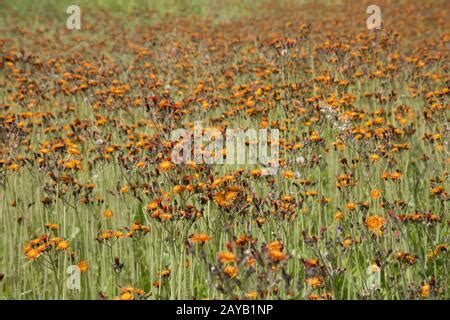 Meadow Full Of Orange Red Hawkweed Hieracium Aurantiacum Stock Photo