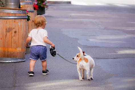 How Often Do You Walk Your Dog? Basic Rules Of Dog Exercise