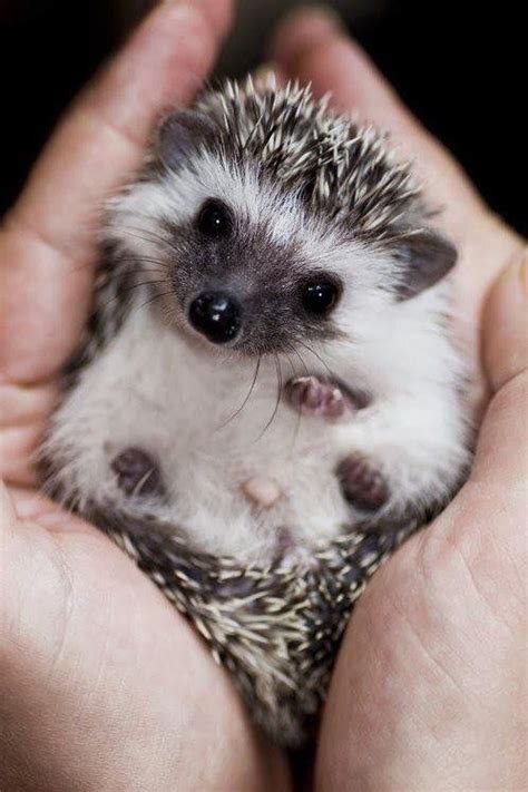 Baby Hedgehog - Animals