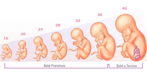 Bebés prematuros Todo lo que tienes que saber Blog Reina Madre