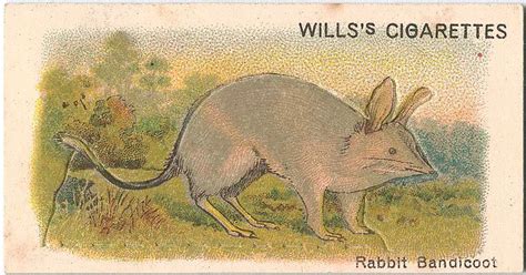 Rabbit Bandicoot Animal Cutouts Animal Cards Cute Animal Photos