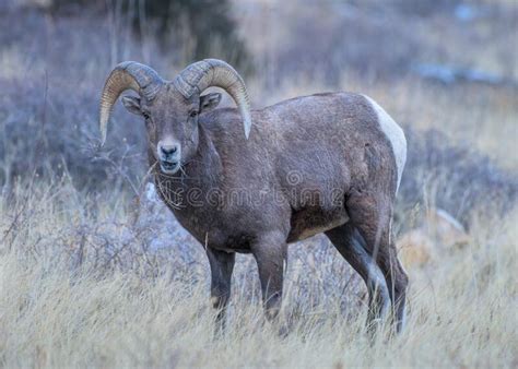 Colorado Bighorn Ram Colorado Rocky Mountain Bighorn Sheep Stock Image