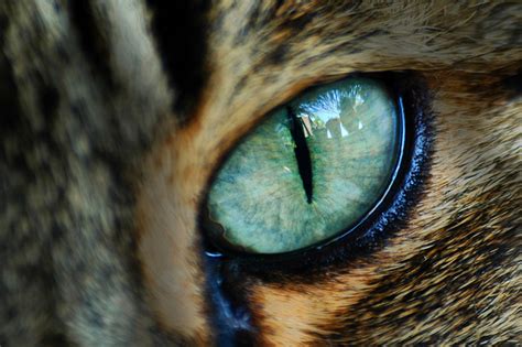 Animal Eyes Are Odd Huffpost Impact