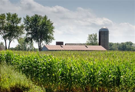 Barn And Silo In A Michigan Corn Field Stock Image Image Of